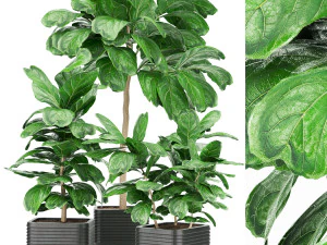 pianta di raccolta vol 18 Modello 3D