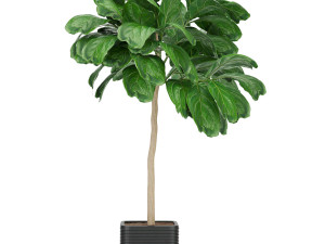 collection plant vol 18 3D Model