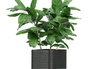 collection plant vol 18 3D Model