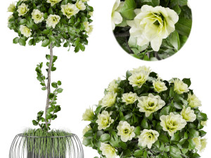collection plant vol 37 3D 모델
