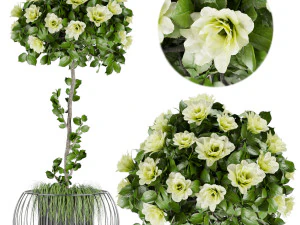 collection plant vol 37 3D Model