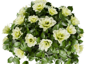 collection plant vol 37 3D-Modell
