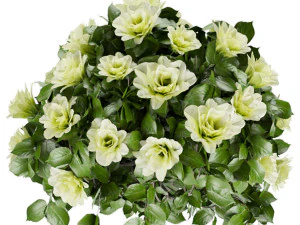 collection plant vol 37 3D Model