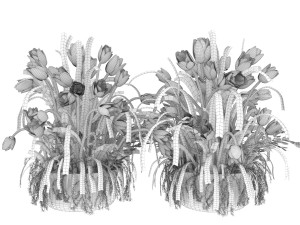 collection plant vol 43 3D Model