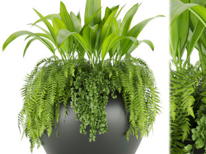 collection plant vol 46 3D Model