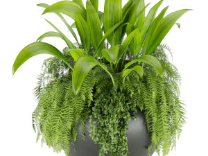 collection plant vol 46 3D Model