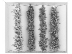 collection plant vol 63 3D Model