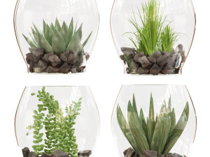 collection plant vol 71 Modèle 3D
