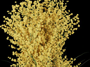 collection plant vol 91 3D Model
