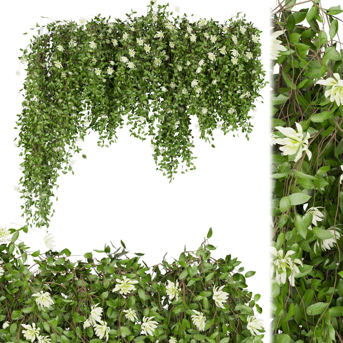 collection plant vol 92 3D Model .c4d .max .obj .3ds .fbx .stl .blend 