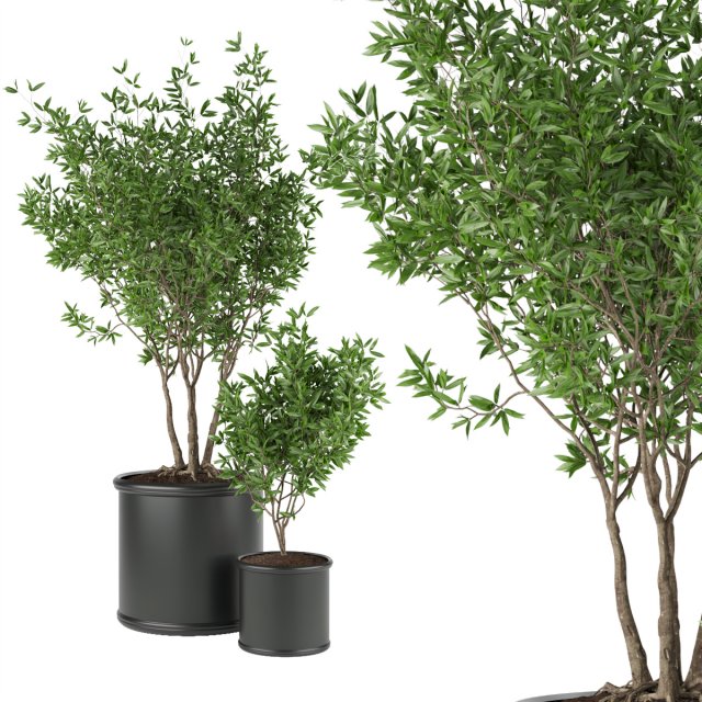 collection plant vol 93 Modèle 3D .c4d .max .obj .3ds .fbx .stl .blend 