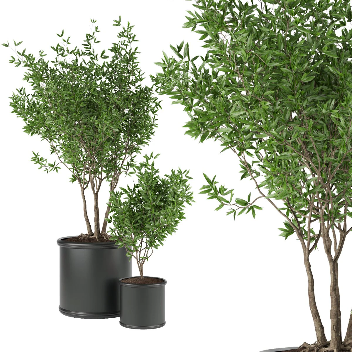 collection plant vol 93 3D Model .c4d .max .obj .3ds .fbx .stl .blend