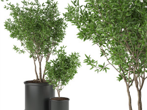collection plant vol 93 3D 模型