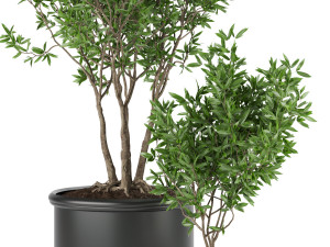 collection plant vol 93 Modèle 3D