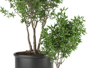 collection plant vol 93 3D Model