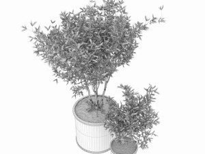 collection plant vol 93 3D Model