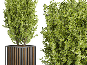 collection plant vol 94 3D 모델
