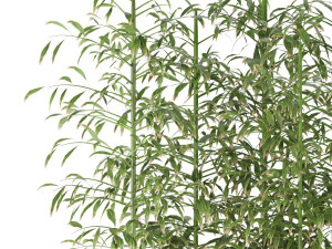 collection plant vol 95 3D Model