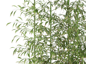 collection plant vol 95 3D Model