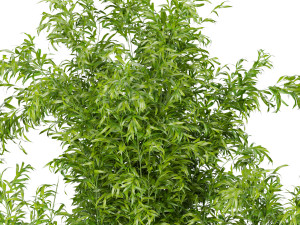 collection plant vol 96 3D 모델