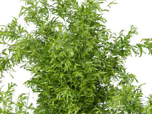 collection plant vol 96 3D Model