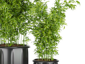 collection plant vol 96 3D 모델