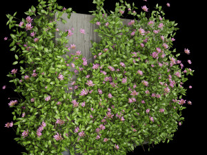 collection plant vol 105 3D Model