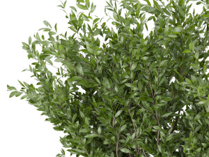 collection plant vol 106 3D Модель
