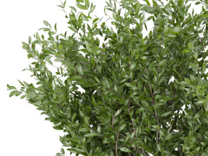 collection plant vol 106 3D Model