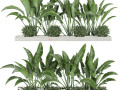 collection plant vol 109 3D Models
