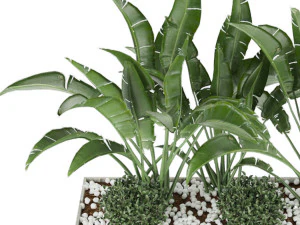 collection plant vol 109 3D Model