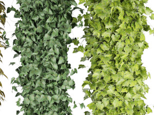 collection plant vol 113 3D Model