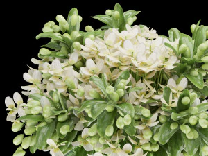 collection plant vol 123 3D Model