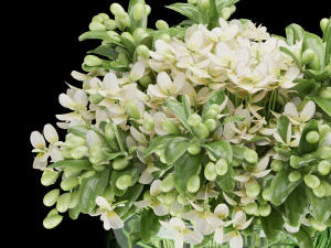 collection plant vol 123 3D Model