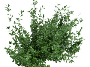 collection plant vol 124 Modelo 3D