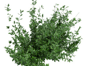 collection plant vol 124 3D Model