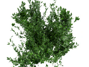 collection plant vol 124 3D Model