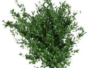 collection plant vol 124 Modelo 3D