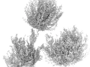 collection plant vol 124 3D Model