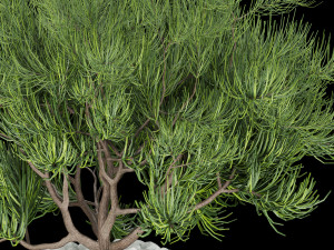 collection plant vol 136 3D Модель