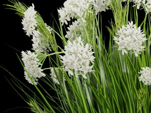collection plant vol 138 3D Model