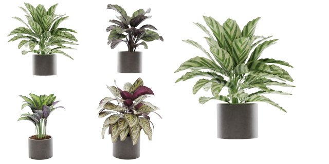 Calathea Collection - blender model Model 3D .c4d .max .obj .3ds .fbx .stl .blend 