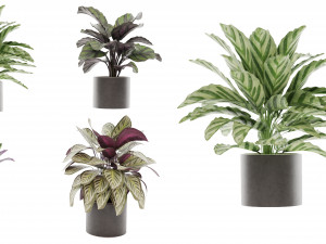 Calathea Collection - blender model Model 3D