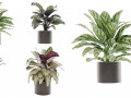 Calathea Collection - blender model Modelo 3D