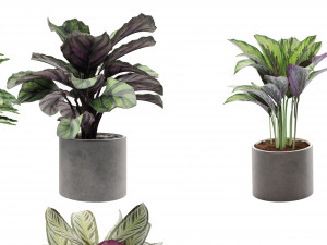 Calathea Collection - blender model Model 3D
