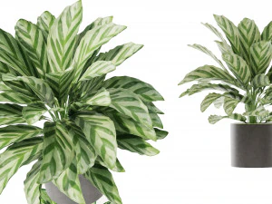 Calathea Collection - blender model 3D Model
