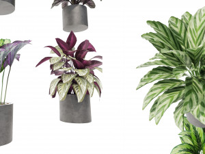 Calathea Collection - blender model Model 3D