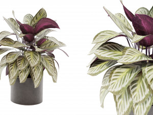 Calathea Collection - blender model Model 3D