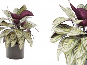Calathea Collection - blender model 3D Model