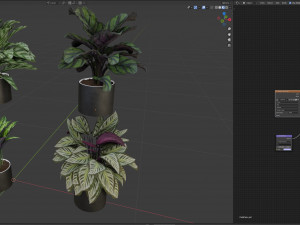 Calathea Collection - blender model Model 3D